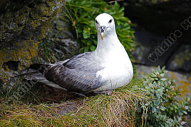 Eissturmvogel