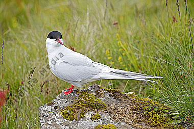 Küstenseeschwalbe