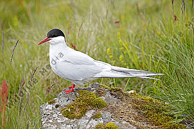 Küstenseeschwalbe