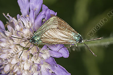 Grünwidderchen auf Futterpflanze