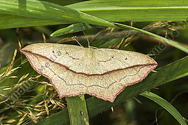 Ampferspanner auf einem Blatt
