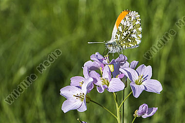 Ein Aurorafalter auf einer Blumenwiese