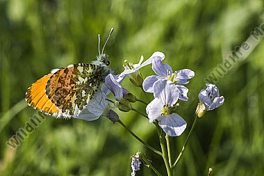 Ein Aurorafalter auf einer Blumenwiese