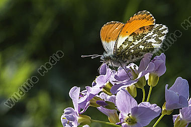 Ein Aurorafalter auf einer Blumenwiese