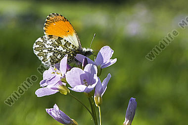 Ein Aurorafalter auf einer Blumenwiese