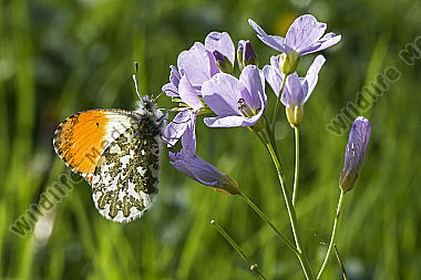 Ein Aurorafalter auf einer Blumenwiese