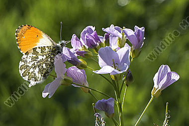 Ein Aurorafalter auf einer Blumenwiese