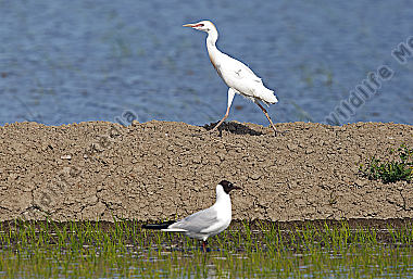 Kuhreiher