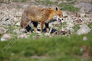 Rotfuchs