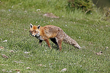 Rotfuchs