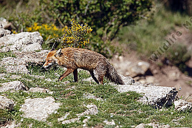 Rotfuchs