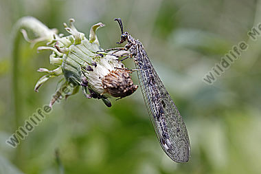 Gefleckte Ameisenjungfer