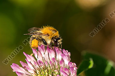 Ackerhummel