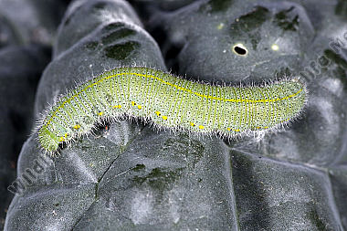 Kleiner Kohlweißling Raupe