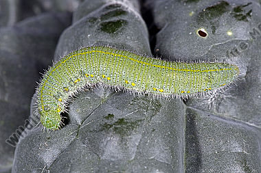 Kleiner Kohlweißling Raupe