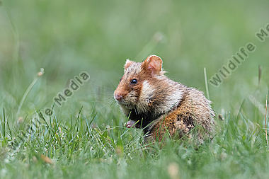 Feldhamster Cricetus cricetus European Hamster