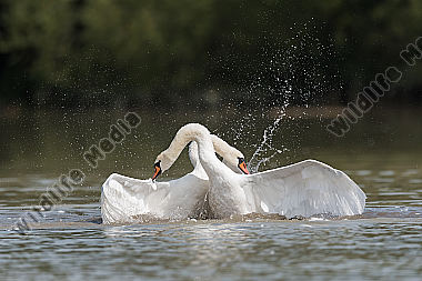 Hoeckerschwan Cygnus olor Mute Swan kämpfend fighting