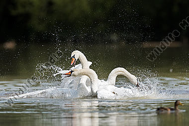 Hoeckerschwan Cygnus olor Mute Swan kämpfend fighting