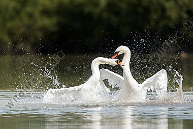 Hoeckerschwan Cygnus olor Mute Swan kämpfend fighting