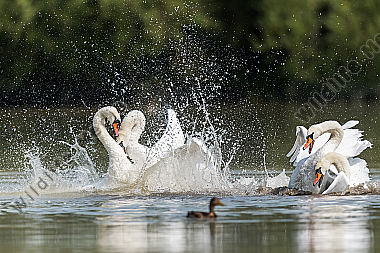 Hoeckerschwan Cygnus olor Mute Swan kämpfend fighting