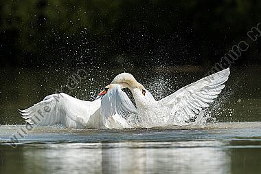 Hoeckerschwan Cygnus olor Mute Swan kämpfend fighting