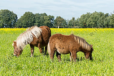 Shetlandponys