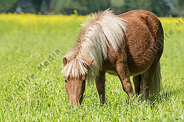 Shetlandpony