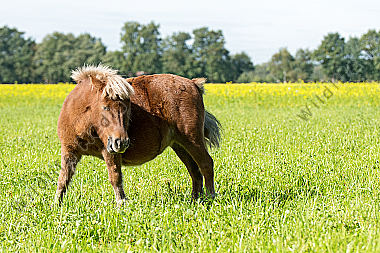 Shetlandpony