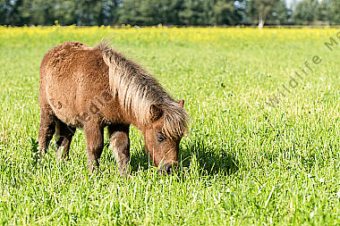 Junges Shetlandpony