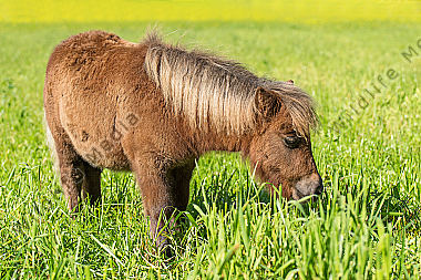 Junges Shetlandpony