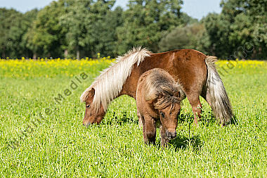 Shetlandponys