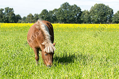 Shetlandpony