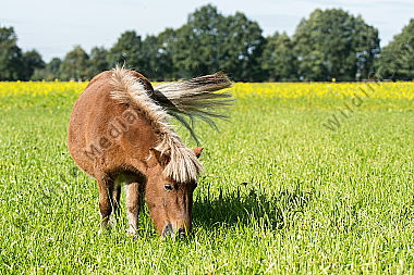 Shetlandpony