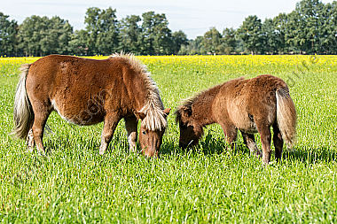 Shetlandponys