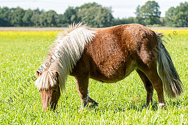 Shetlandpony