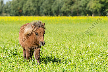 Junges Shetlandpony