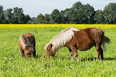Shetlandponys