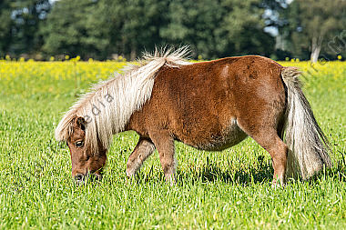 Shetlandpony
