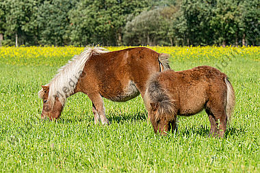 Shetlandponys