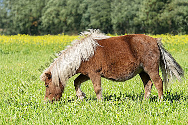 Shetlandpony