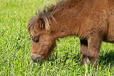 Junges Shetlandpony