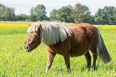 Shetlandpony