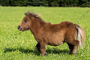 Junges Shetlandpony