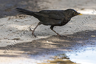 Eine Amsel nimmt ein Bad in einer Pfütze
