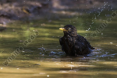 Eine Amsel nimmt ein Bad in einer Pfütze