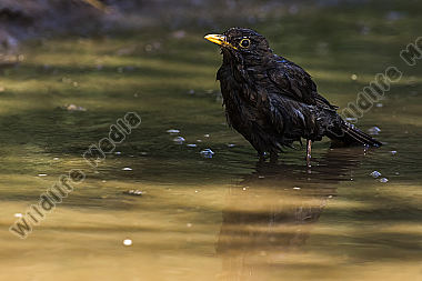 Eine Amsel nimmt ein Bad in einer Pfütze