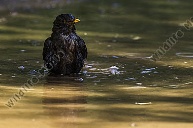 Eine Amsel nimmt ein Bad in einer Pfütze