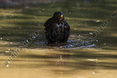 Eine Amsel nimmt ein Bad in einer Pfütze