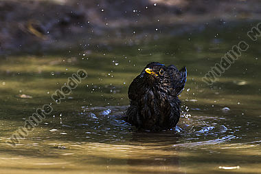 Eine Amsel nimmt ein Bad in einer Pfütze