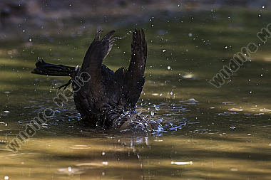 Eine Amsel nimmt ein Bad in einer Pfütze